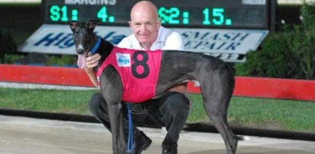 Greyhounds For Sale – Cosmic Rumble x Myalla Storm