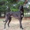 Greyhounds For Sale – Hurricane Luke x Myalla Dancer