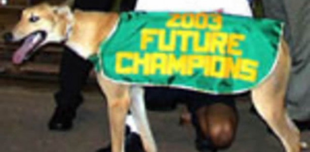Greyhounds For Sale – USS Westpoint x Shiraz Star