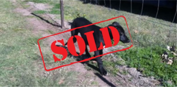 Greyhounds Syndications – Bekim Bale x Eye The Tiger