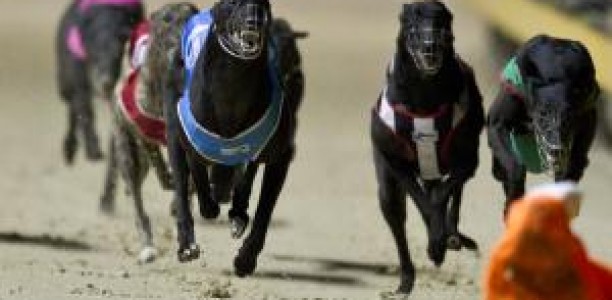 Gold Coast greyhound racing at Pimpama