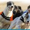 Greyhounds Online – Australia’s Number 1 Greyhound Website