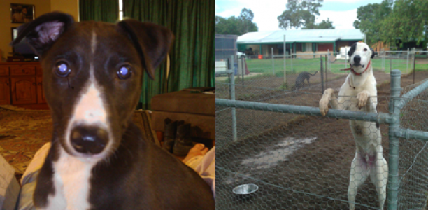Greyhounds Syndications – Symmetry x Benjalina