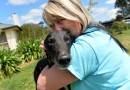 The Greyhound That Took the Hellmuths to Heaven