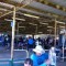 Hodges And Board Dominate Coonamble Carnival Maiden Heats