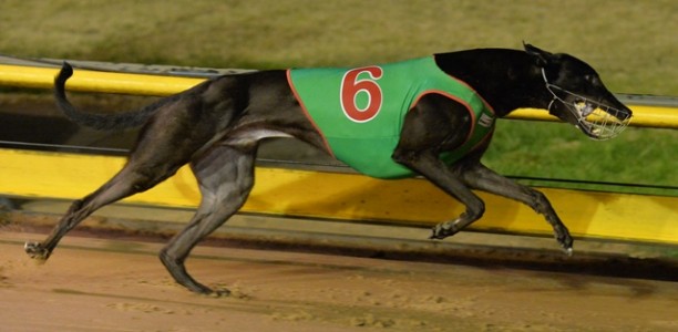 Greyhound of the Month Voting Now Open!