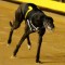 Most Popular Greyhound Voting Now Open