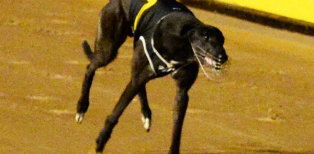 Most Popular Greyhound Voting Now Open