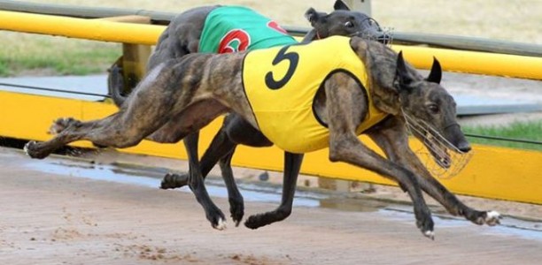 Superstars Retired for Breeding
