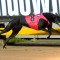 Most Popular Greyhound Voting Now open