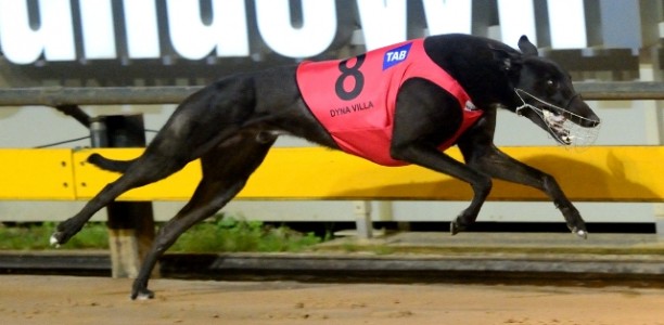 Most Popular Greyhound Voting Now open