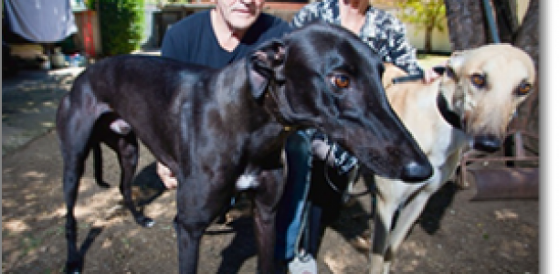 Tales Of NSW Greyhound Racing’s Glory Days As Gov Launches Review