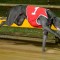 Greyhound of the Month Voting Now Open!