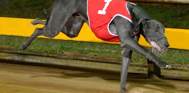 Greyhound of the Month Voting Now Open!