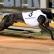 Victorian Greyhound of the Year Finalists Announced