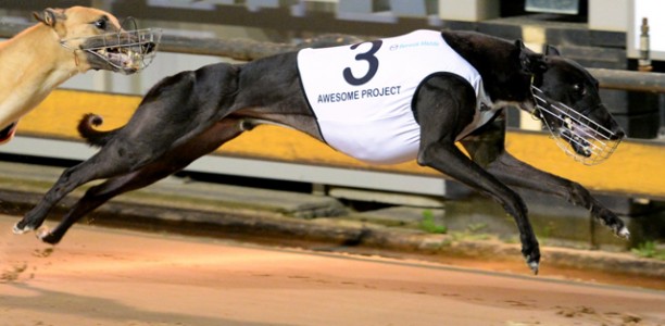 Victorian Greyhound of the Year Finalists Announced