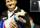 Paw Licking Wins 2014 Most Popular Greyhound