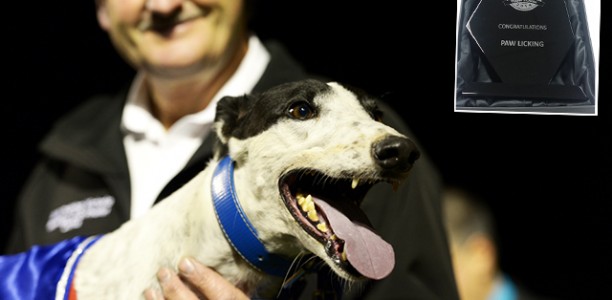 Paw Licking Wins 2014 Most Popular Greyhound