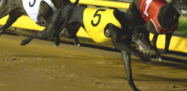 RSN’s Greyhound of the Month Returns