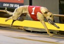 Voting for RSN’s People’s Choice Greyhound of the Month for February Now Open