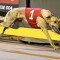 Voting for RSN’s People’s Choice Greyhound of the Month for February Now Open