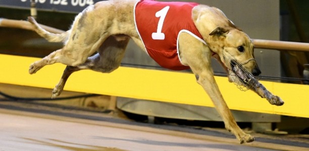 Voting for RSN’s People’s Choice Greyhound of the Month for February Now Open
