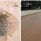 Science and Sand in Victorian Greyhound Racing