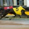Voting for May’s RSN People’s Choice Greyhound of the Month Now Open