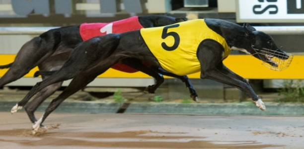 Voting for May’s RSN People’s Choice Greyhound of the Month Now Open