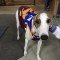 Berzerk striving for emotional Group 1 Maturity series upset