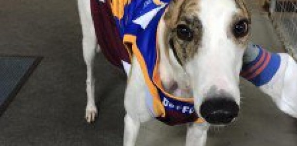 Berzerk striving for emotional Group 1 Maturity series upset