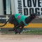 VOTE for August’s RSN Greyhound of the Month