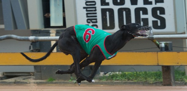 VOTE for August’s RSN Greyhound of the Month