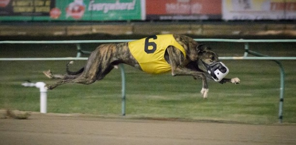 Fernando Stud Plans Revealed