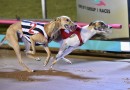 VOTE NOW: RSN People’s Choice Greyhound of the Month October