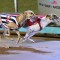 VOTE NOW: RSN People’s Choice Greyhound of the Month October