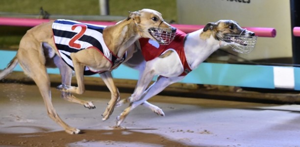 VOTE NOW: RSN People’s Choice Greyhound of the Month October