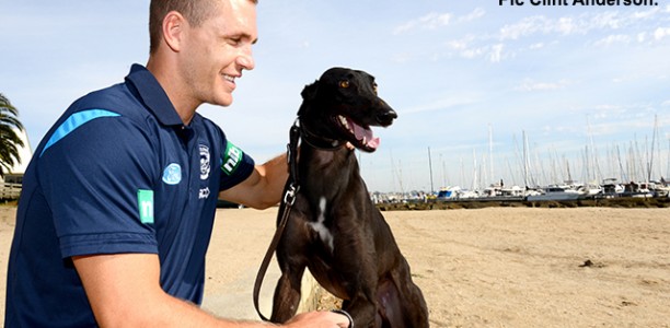 Farewell Kiss as Ready 2 Race Star Retires to Stud