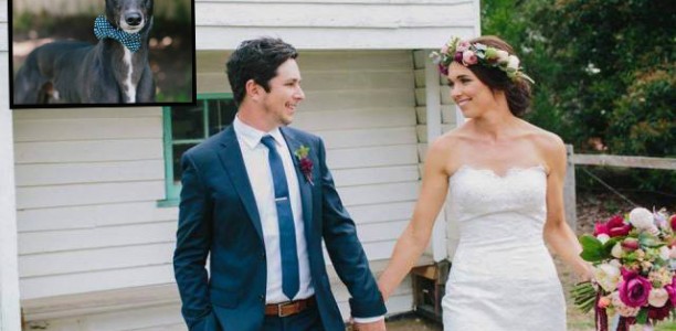 Hounds Help Owners Bowtie the Knot