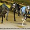 Shepparton Cup Confession: ‘I didn’t think he was good enough to compete at this level’