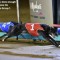 Trainer Moves to Victoria, Zooms to Instant Success