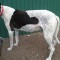 Double Celebration?: Ima Misha Doll set for first Group 1 while her dam is due to be in labour