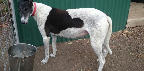 Double Celebration?: Ima Misha Doll set for first Group 1 while her dam is due to be in labour