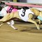 SUPERSTAYERS: Young Gun Trainer set to Roar on Possible Life-Changing Night