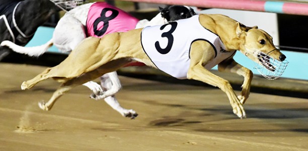 SUPERSTAYERS: Young Gun Trainer set to Roar on Possible Life-Changing Night