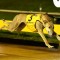 Alarm Bells Ring with massive Sandown Cup upset!