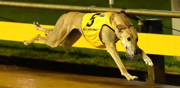 Alarm Bells Ring with massive Sandown Cup upset!