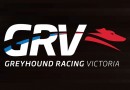 Greyhound Adoption Program plans for growth after biggest year yet.