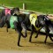 Warrnambool Express wins Group 1 Maturity