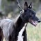 Who will be crowned the 2015/16 Victorian Greyhound of the Year?